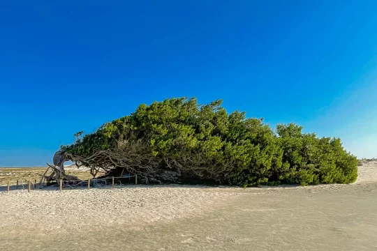 jeri-arvorepreguicosa